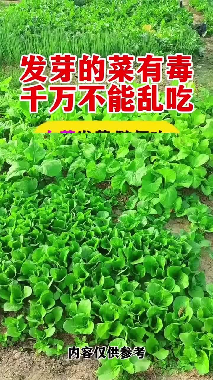 健康科普:芽菜营养多,食用有讲究