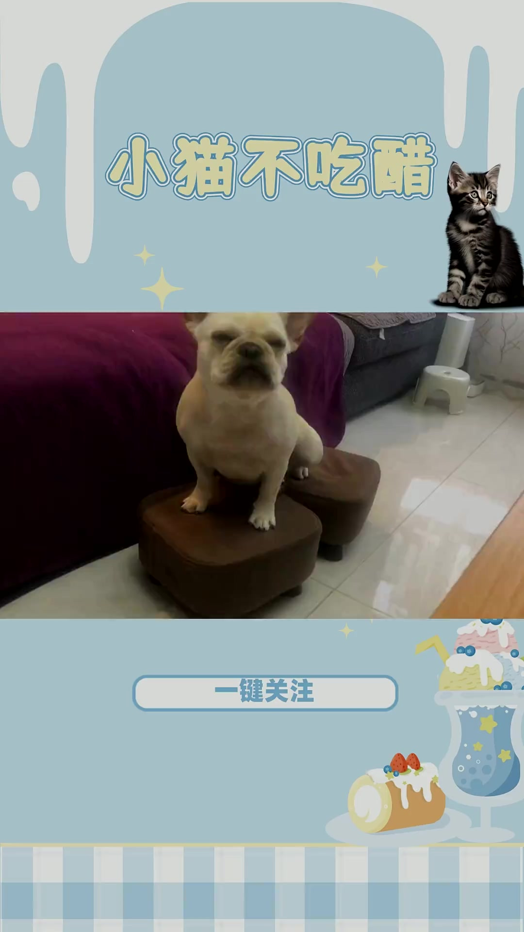 小法斗的特殊爱好:学人坐凳子,躺鞋上睡觉,追母鸡,你家中招没