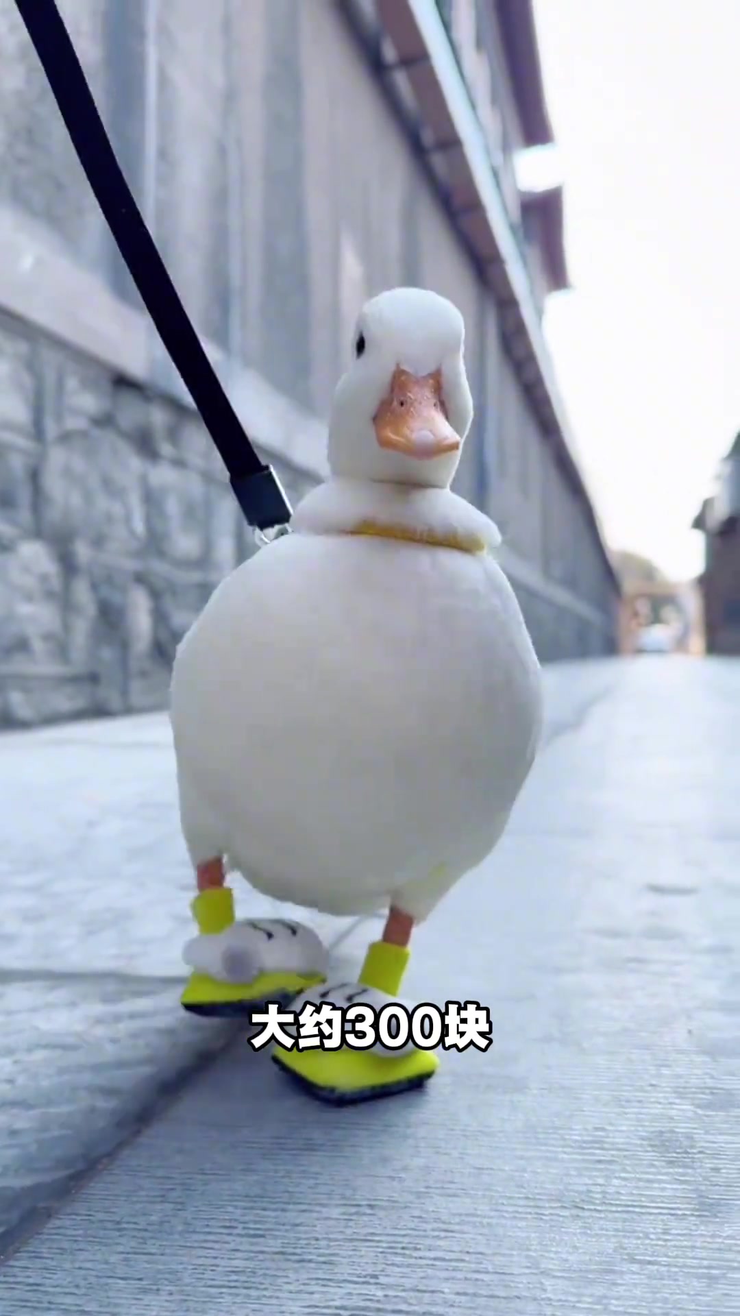 认识十种鸭子，能吃吗？