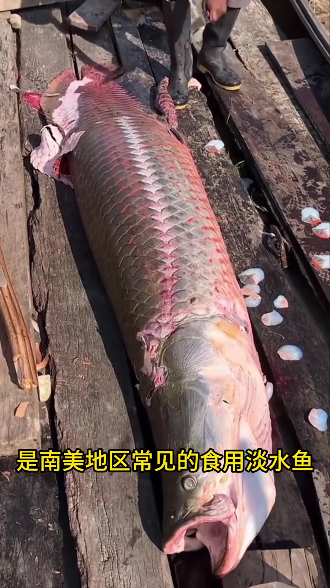 并不是所有的鱼都能吃,带你认识12种鱼