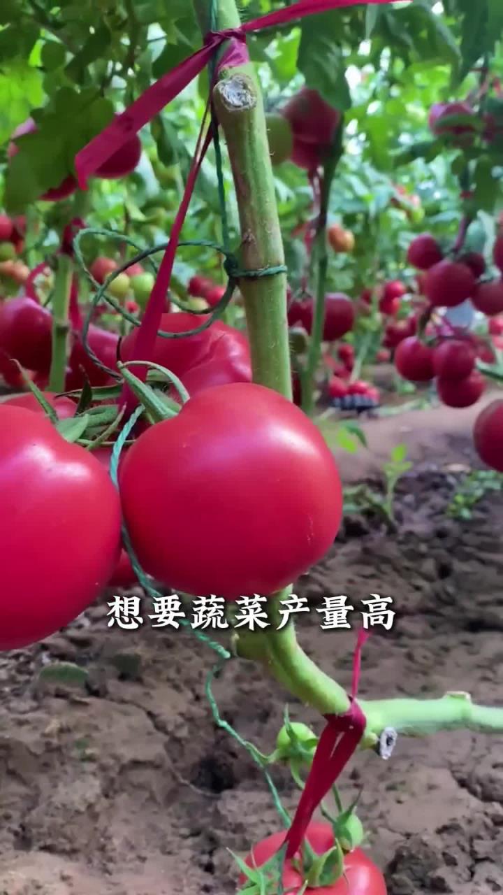 想要蔬菜产量高，种菜口诀要记好