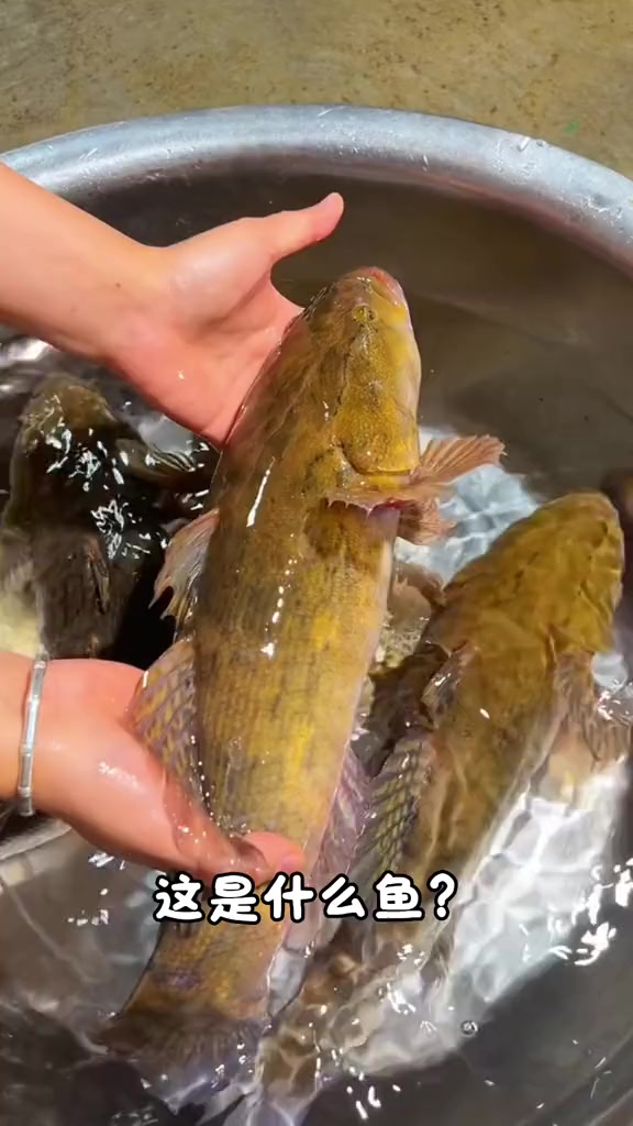分享科普43种淡水鱼和海鱼，看看你认识几种？
