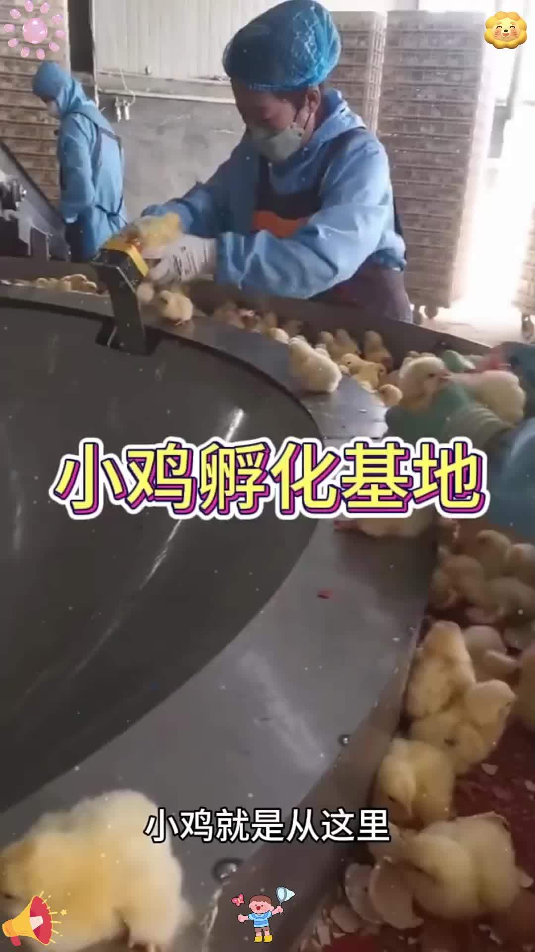 小鸡的孵化基地,原来都是这样子的呀