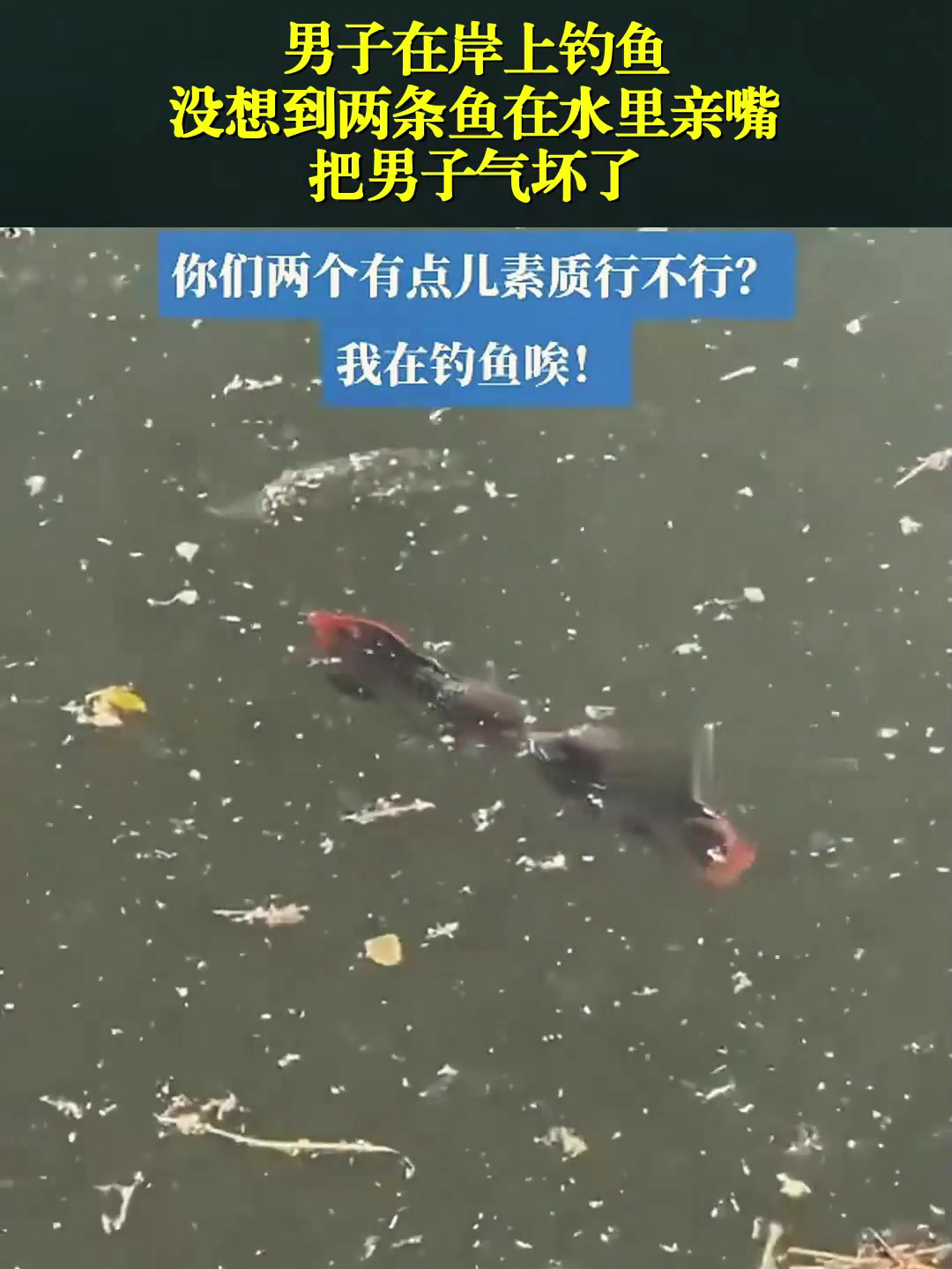 男子在岸上钓鱼,没想到两条鱼在水里亲嘴,把男子气坏了