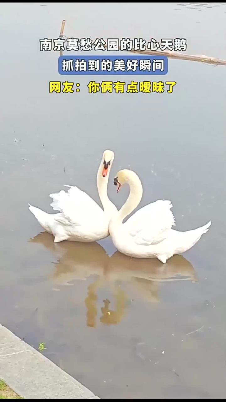南京莫愁公园的比心天鹅,抓拍到的美好瞬间,网友:你俩有点暧昧