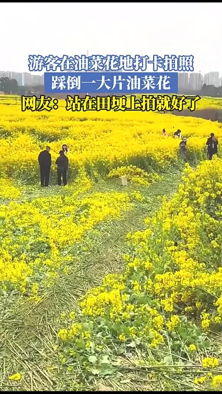 游客在油菜花地打卡拍照,踩倒一大片油菜花,网友:站在田埂上拍