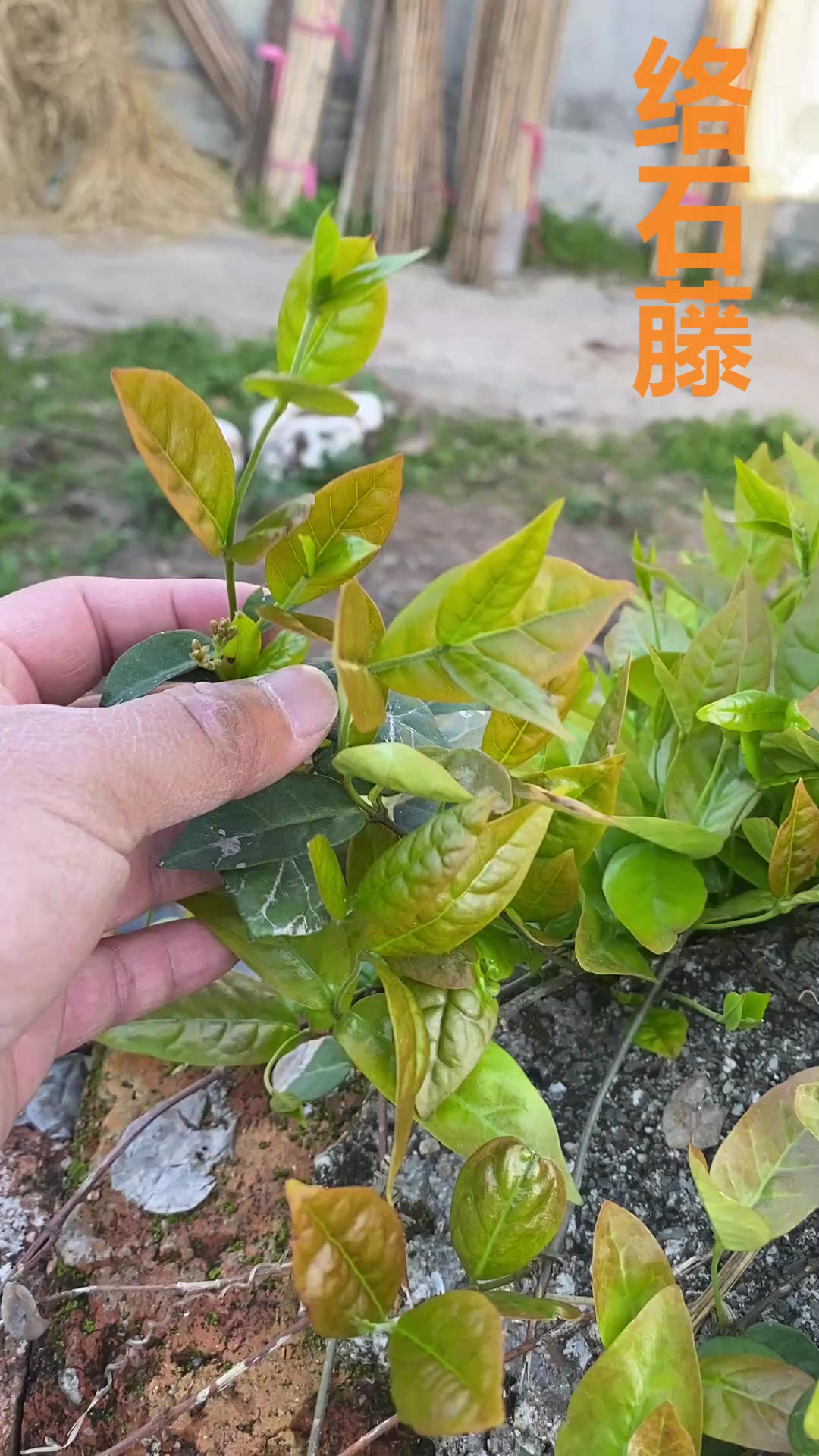 结石藤,认识的人都把它当成宝,真可惜很多人不知道,来看看