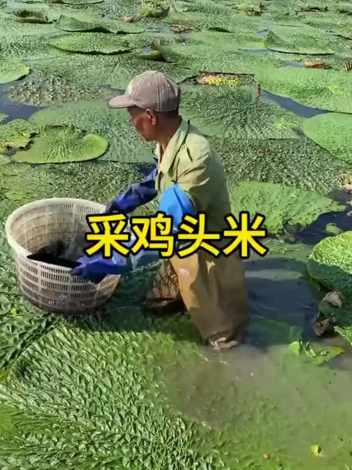三农采鸡头米 芡实