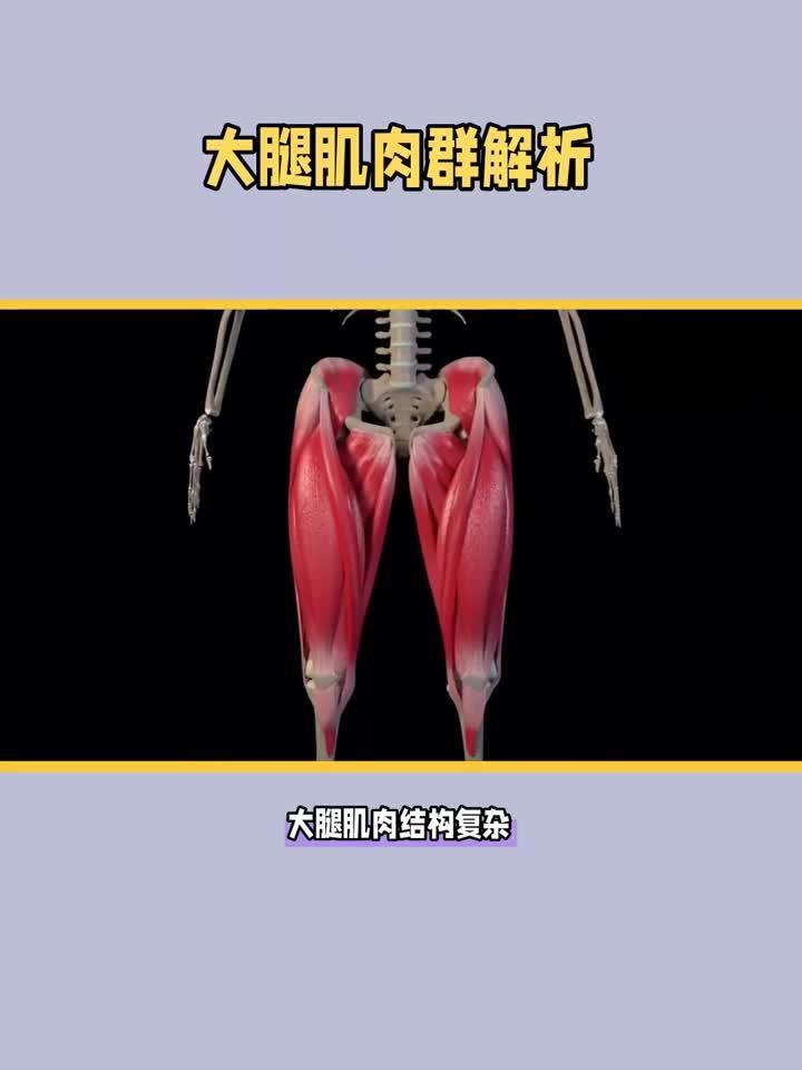 大腿肌肉群解析