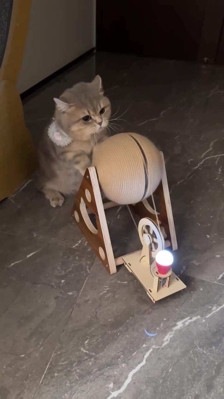 当我养了一只爱健身的猫 运动量大了，吃的更不能落下了！