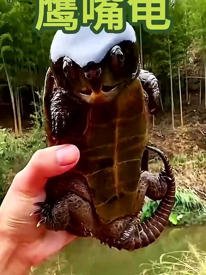 这个乌龟可以带回家养吗,感觉很好养活