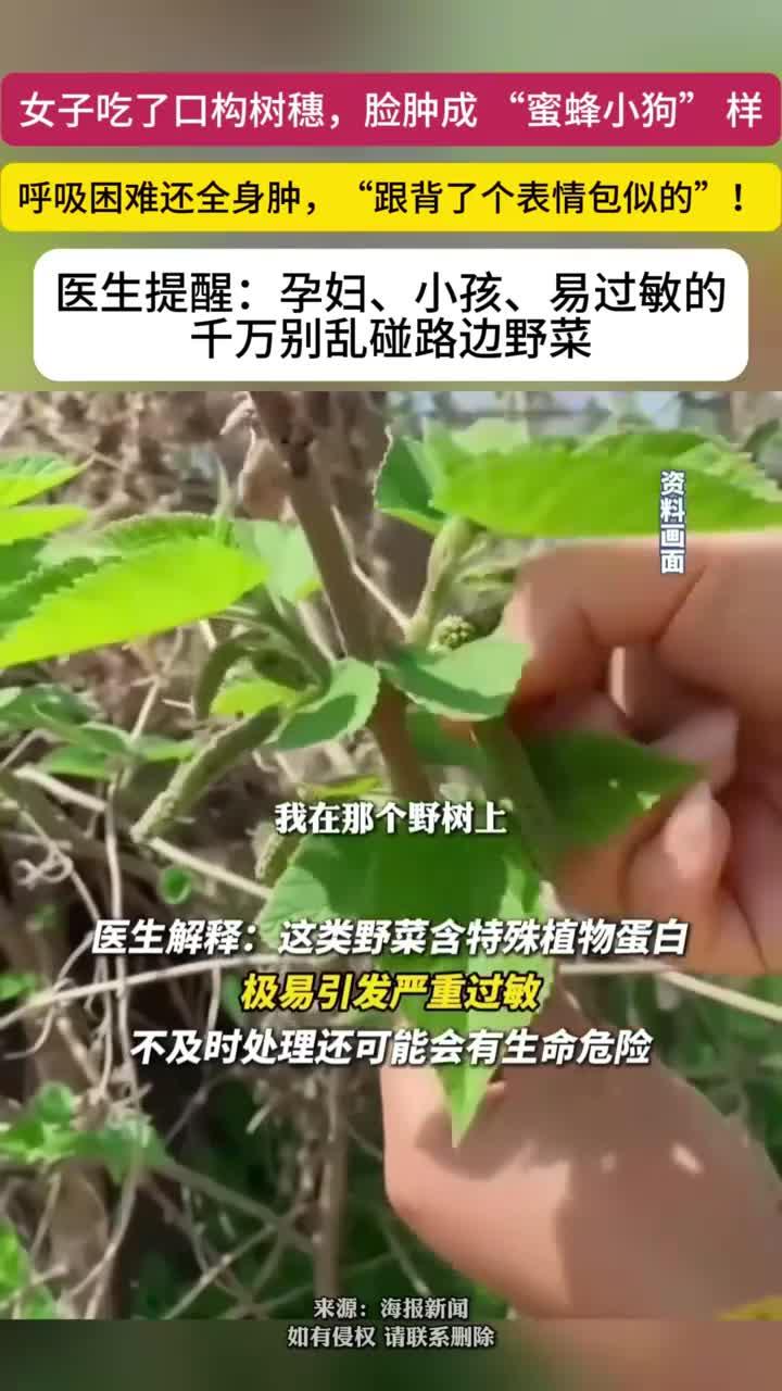 女子吃构树穗后严重过敏,肿成“蜜蜂小狗”引关注