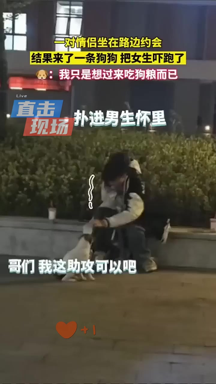 一对情侣在路边约会,结果过来一条小狗,女生被吓跑,狗:我只是