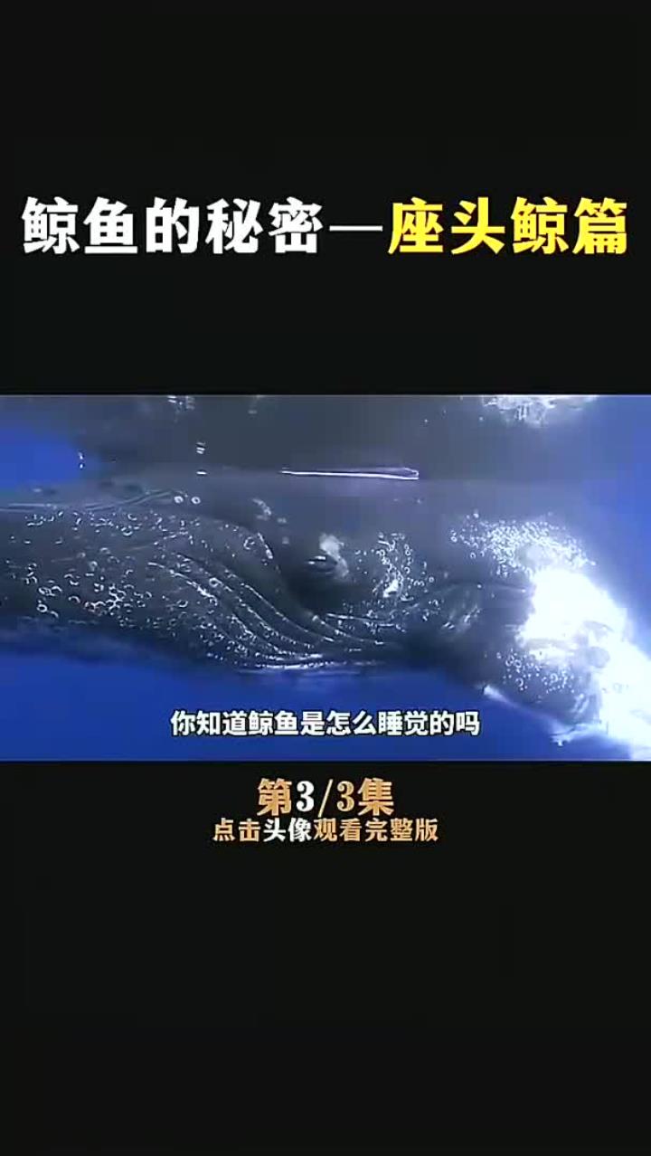 鲸鱼喷水原来是为了呼吸,你知道吗