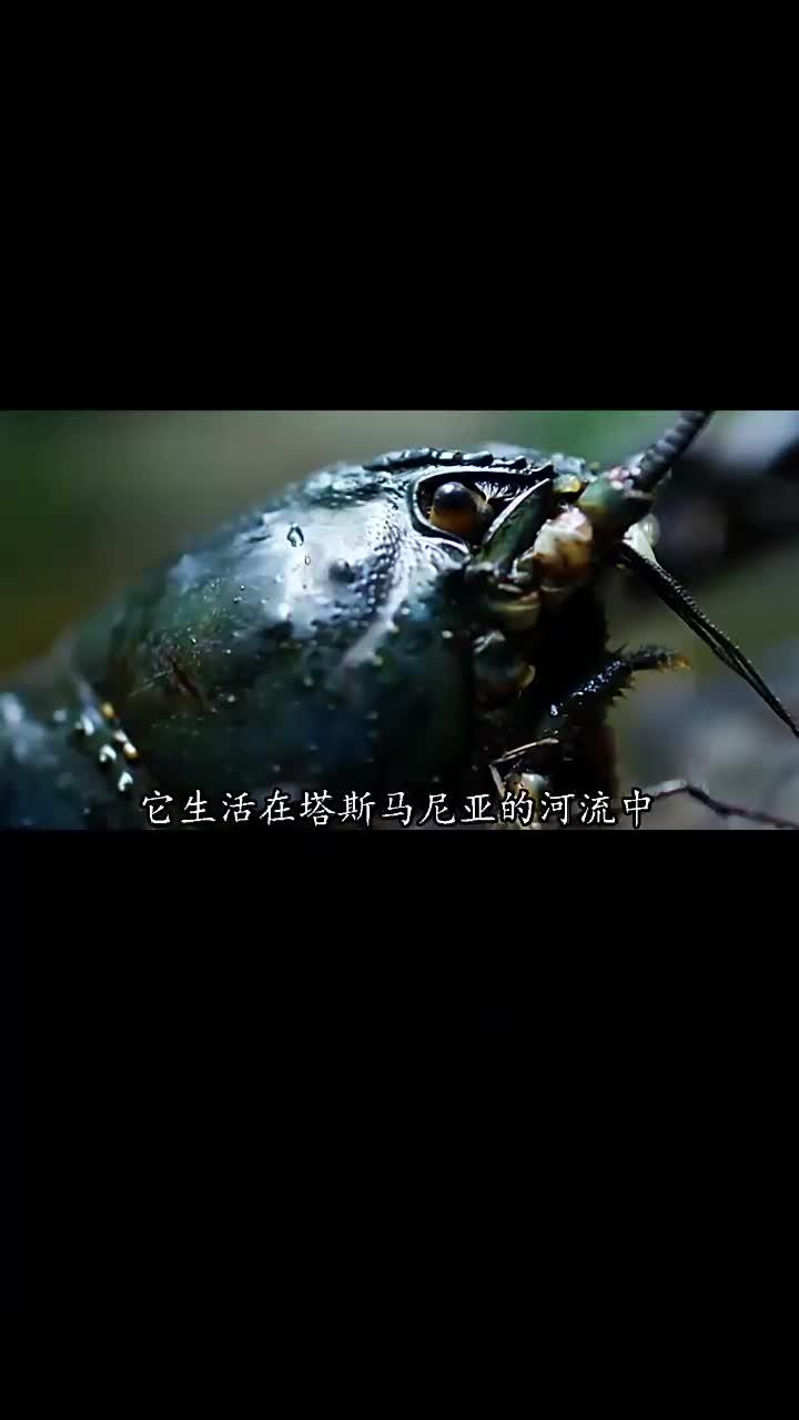 塔斯马尼亚巨鳌虾的神奇世界