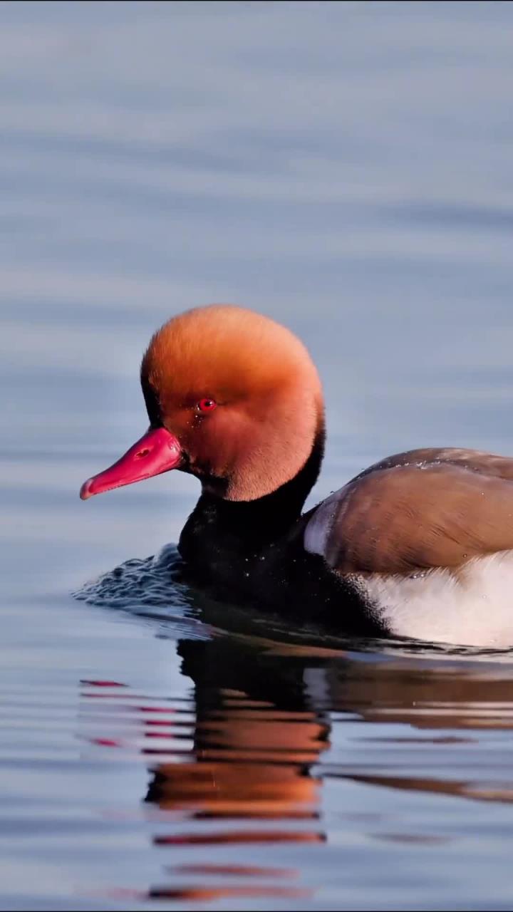 赤嘴潜鸭观察与生活习性