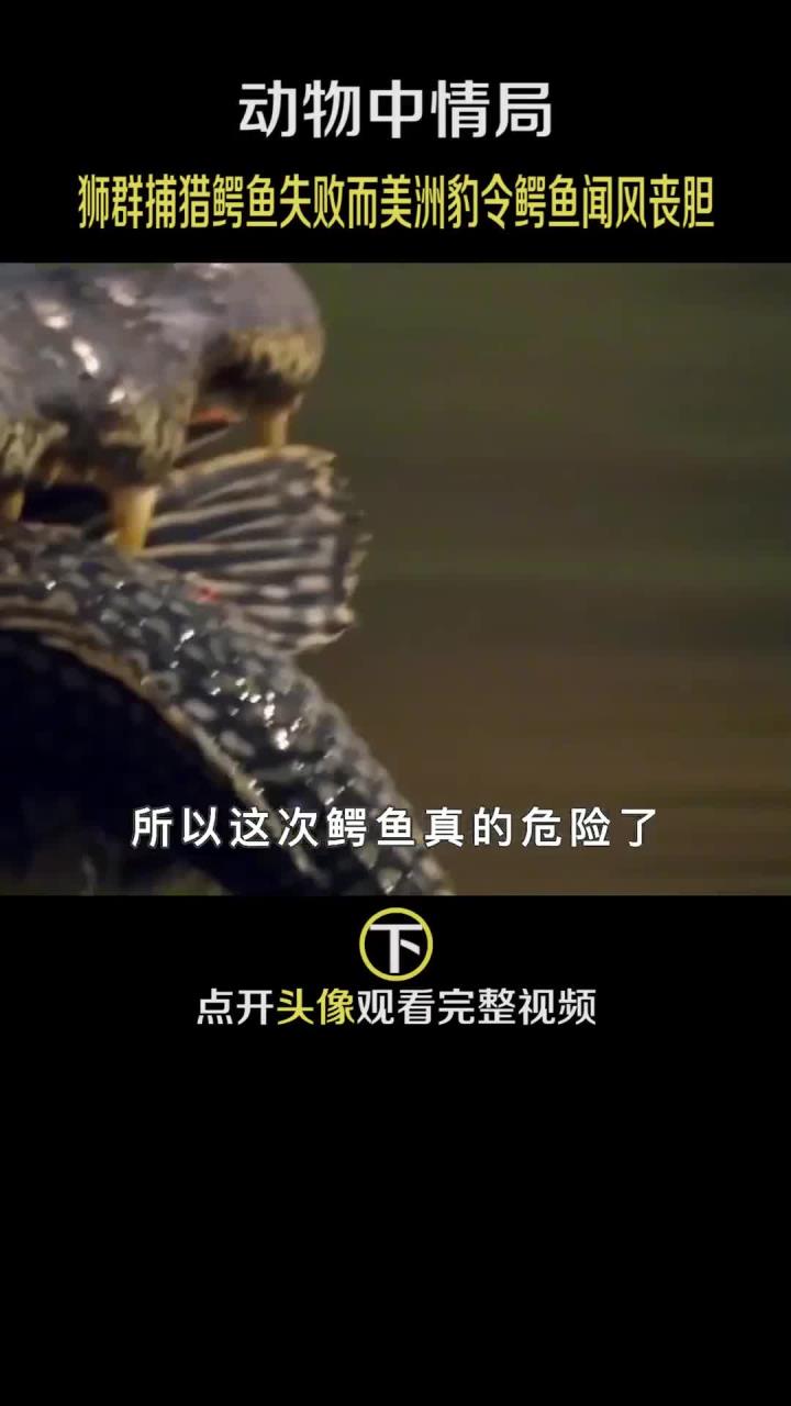 狮群与鳄鱼的决战，谁将赢得最后的胜利