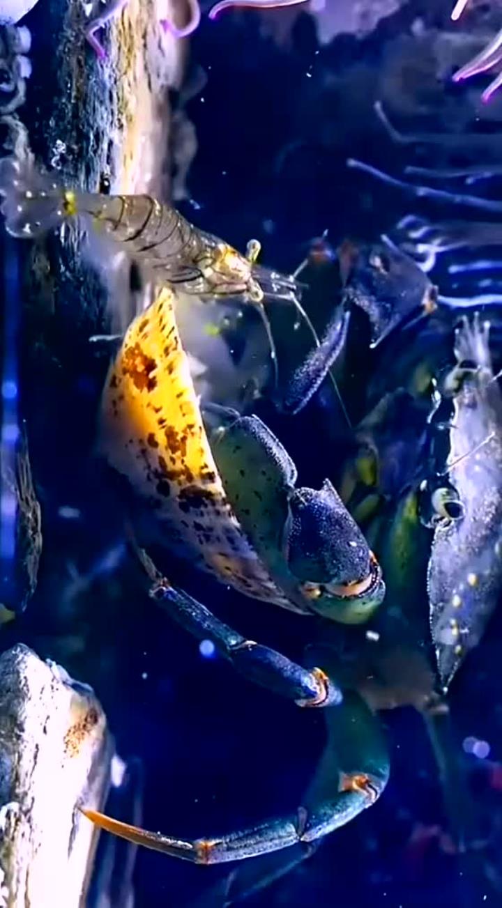 海洋中有种虾毫无隐私，身体完全透明