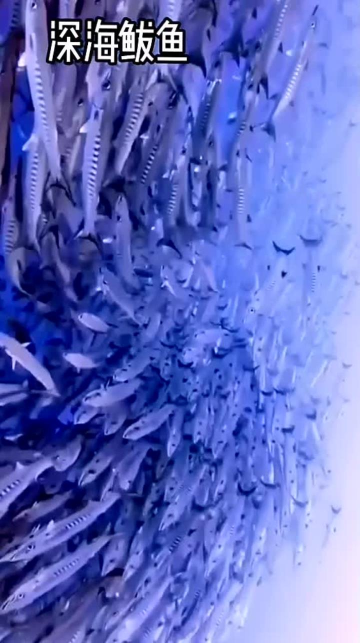 深海马鲛鱼在胶东被称为鲅鱼，它们在海中的状态揭秘