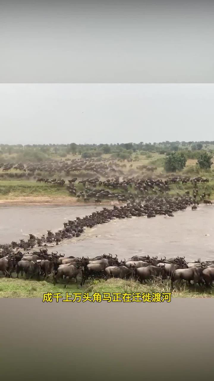 角马迁徙遇险，遭遇鳄鱼攻击