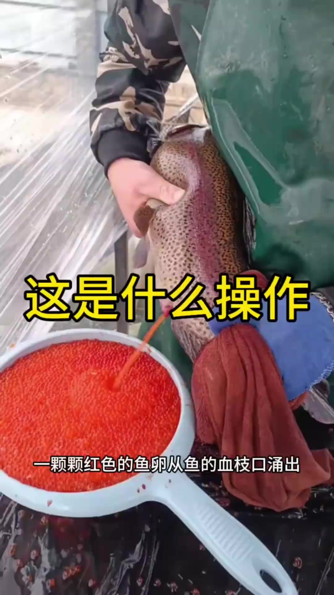 原来取鱼籽是这样操作的啊