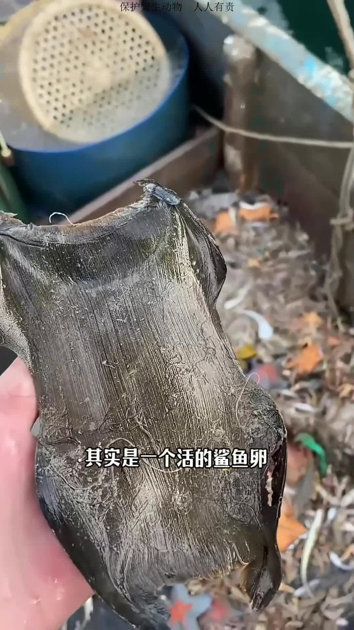 鲨鱼卵的螺旋设计原因解析