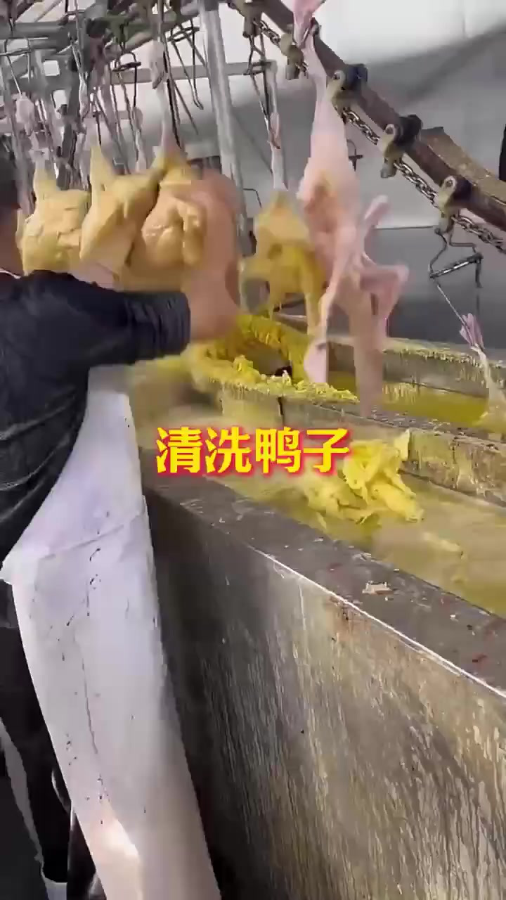 清洗鸭子,干净快捷