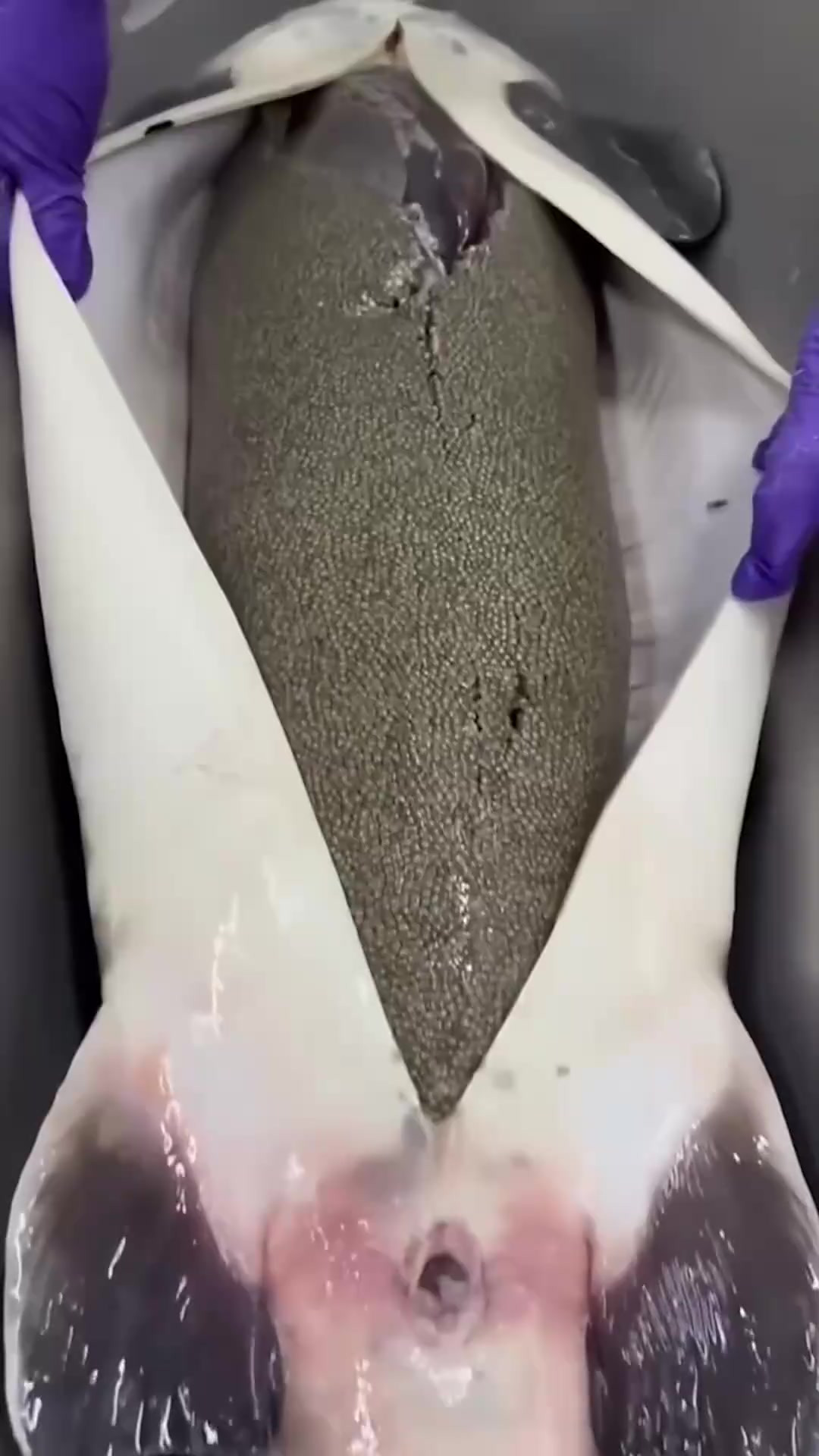 鱼子酱到底是什么