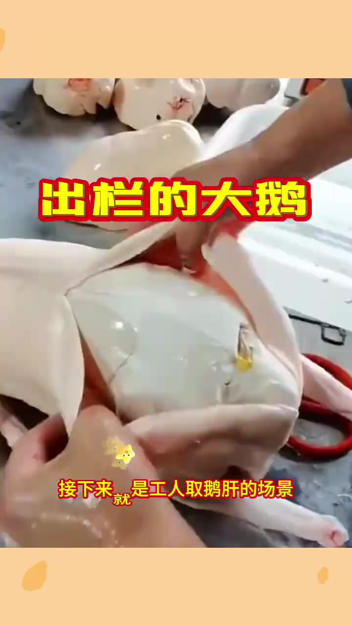 出栏的大鹅,工人手工取鹅肝