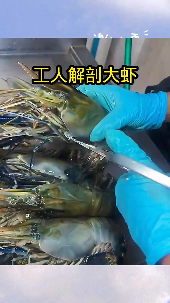 工人解剖大虾,肥美肉多!