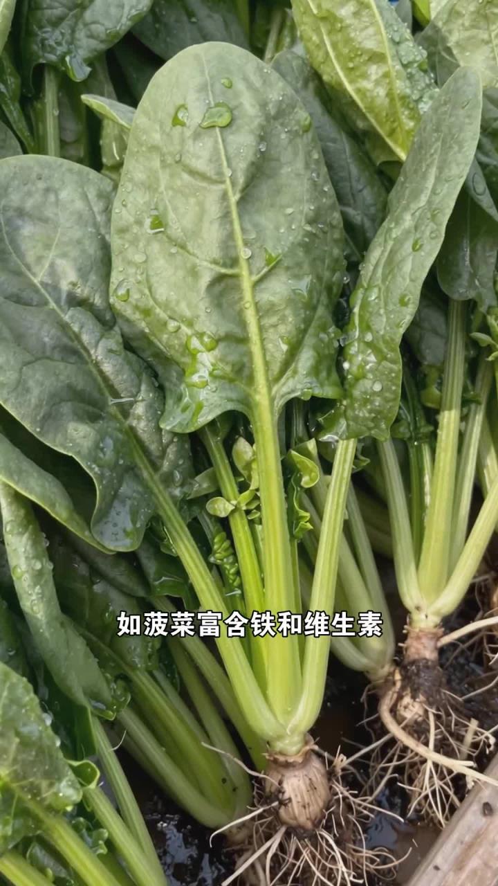 菜市场这些便宜菜,营养价值超高,别再错过