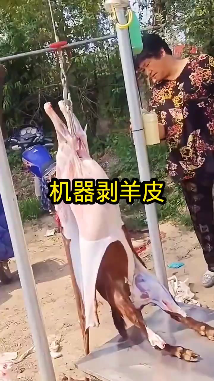 机器剥羊皮,简直太省事了!