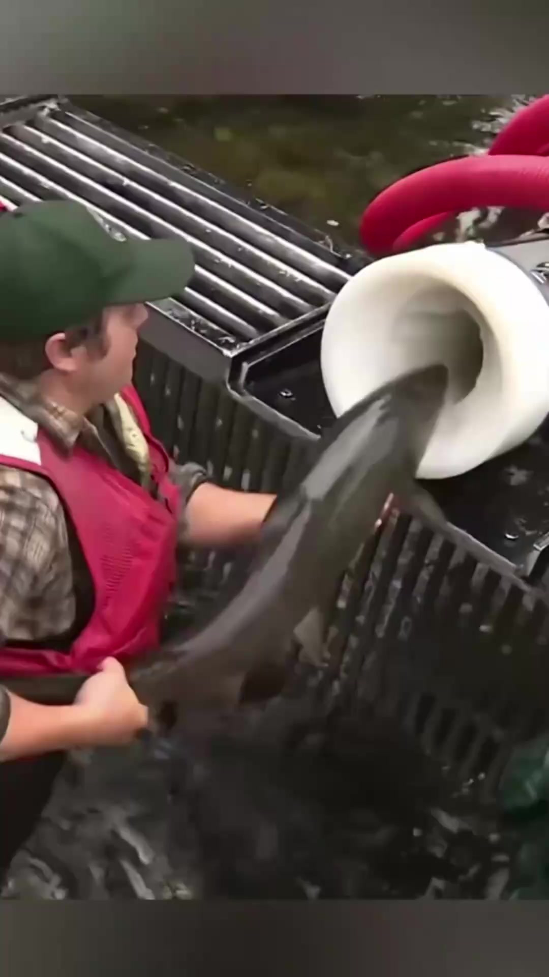 可以让鲑鱼洄游的装置