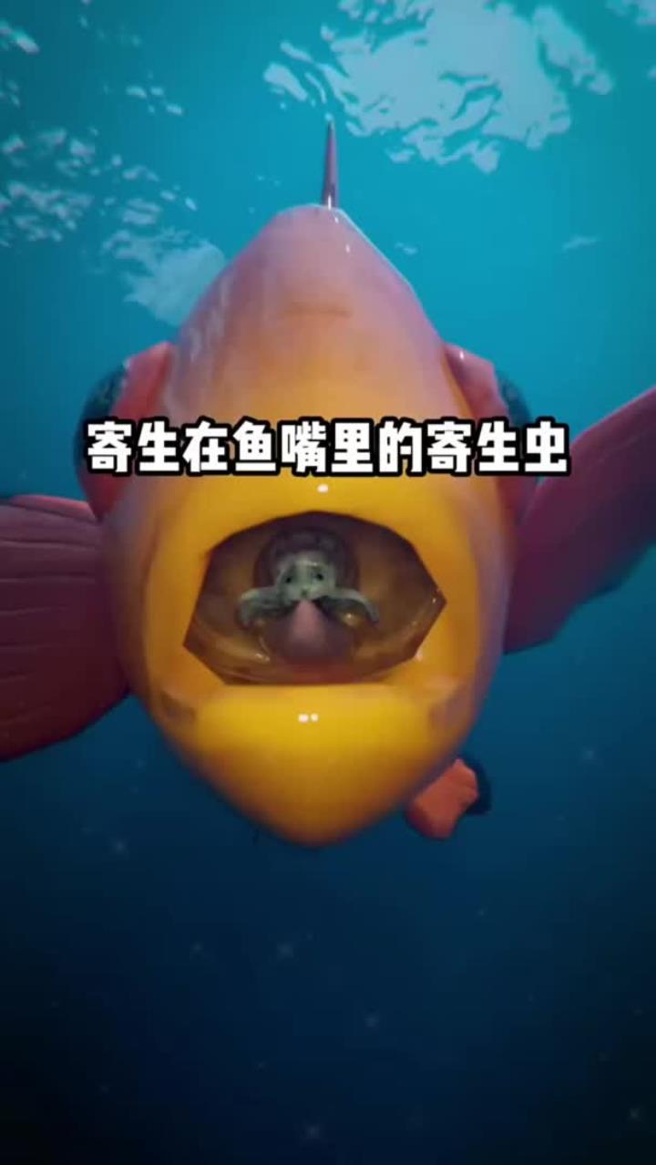 寄生在鱼嘴里的寄生虫,看看它是如何寄生的?