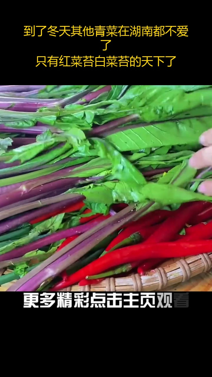 到了冬天其他青菜在湖南都不爱了,只有红菜苔白菜苔的天下了
