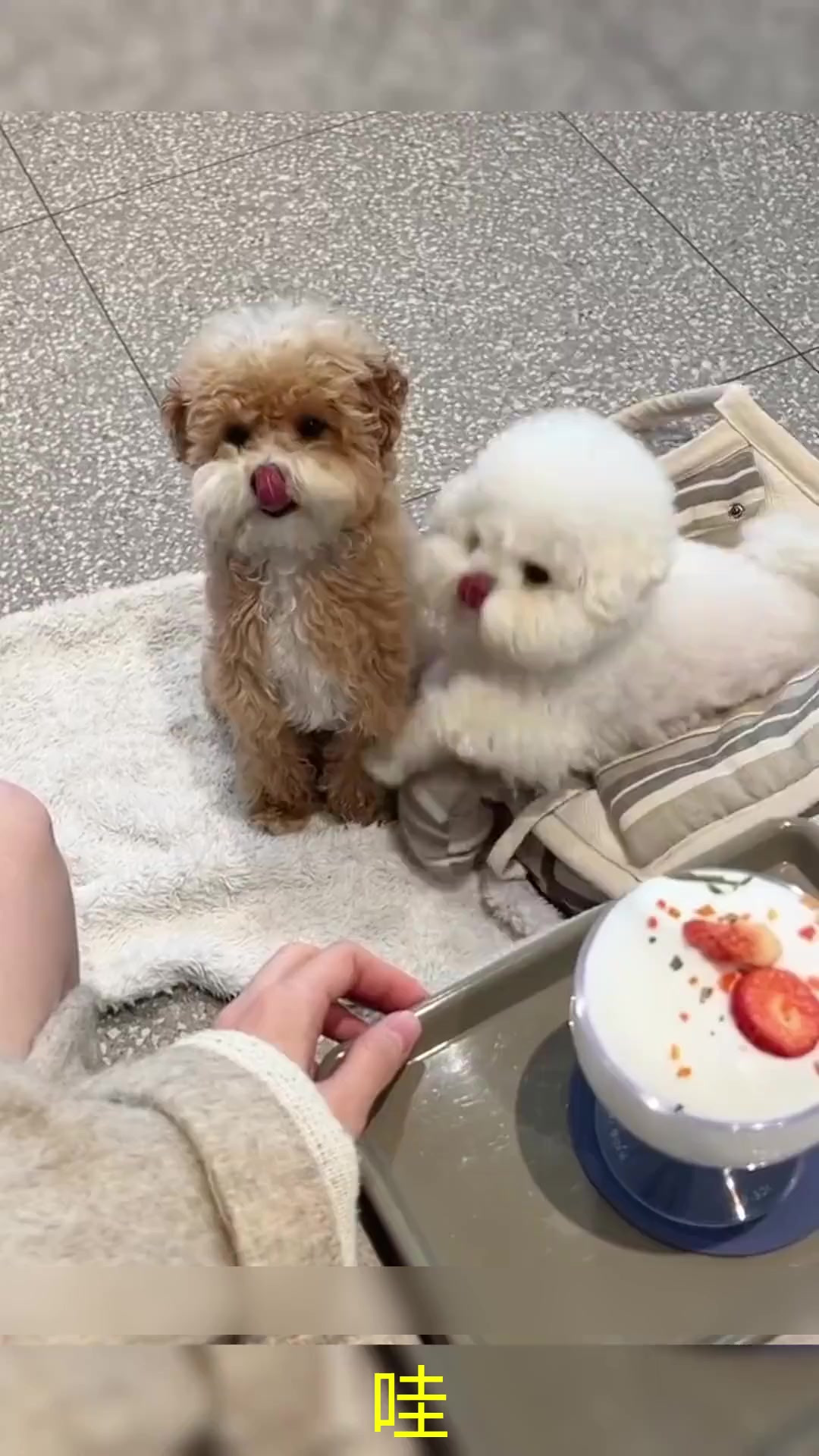 小狗狗了可以吃奶油蛋糕吗?这么可爱就给你尝尝吧!