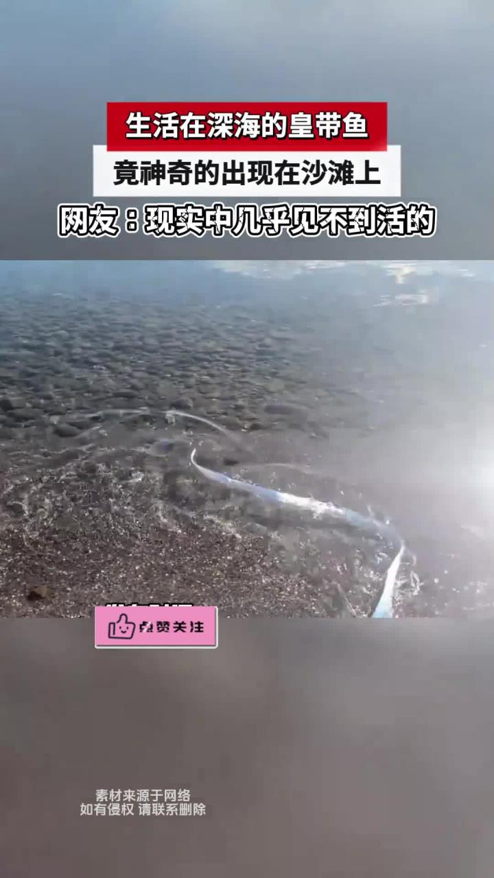生活在深海的皇带鱼，竟神奇的出现在沙滩上