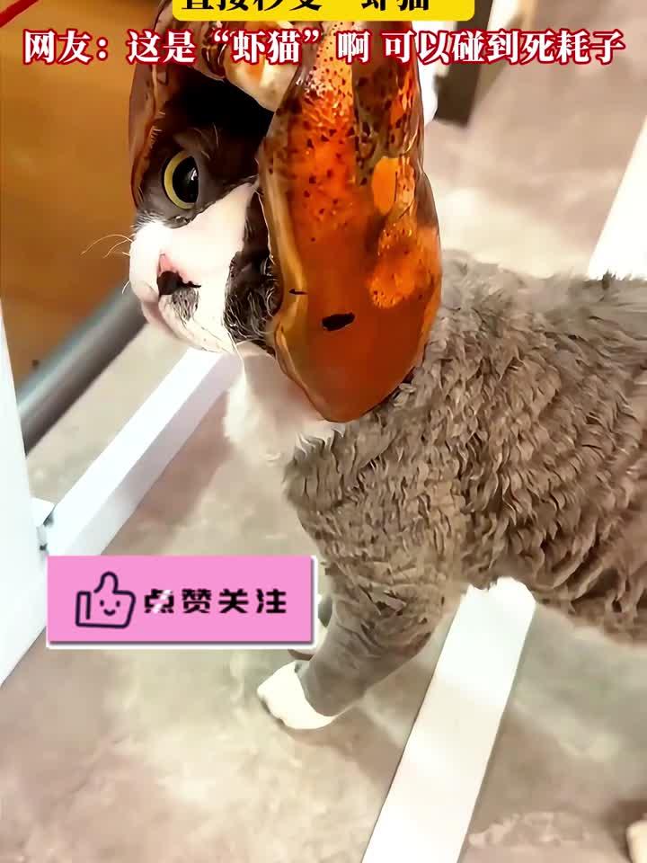 主人将吃完的虾头戴在猫头上,直接秒变“虾猫”