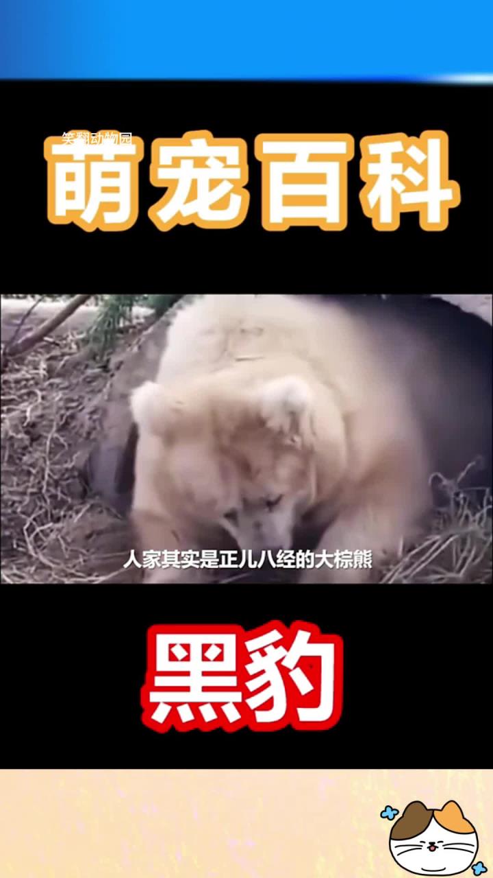 你还知道哪些黑色的猫科动物,没有了吧