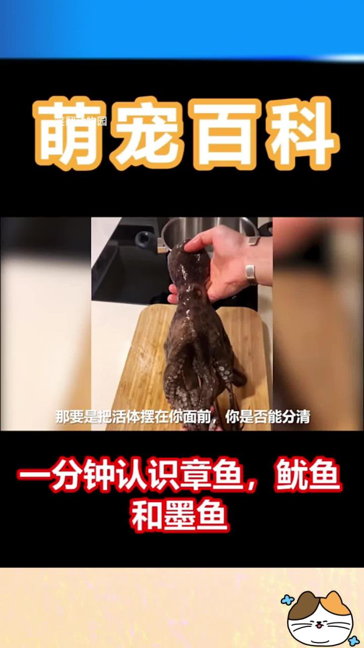 你能分清鱿鱼章鱼和墨鱼吗