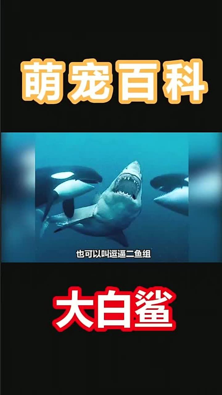 你在海洋里碰到这货会怎么办,哈哈哈1128