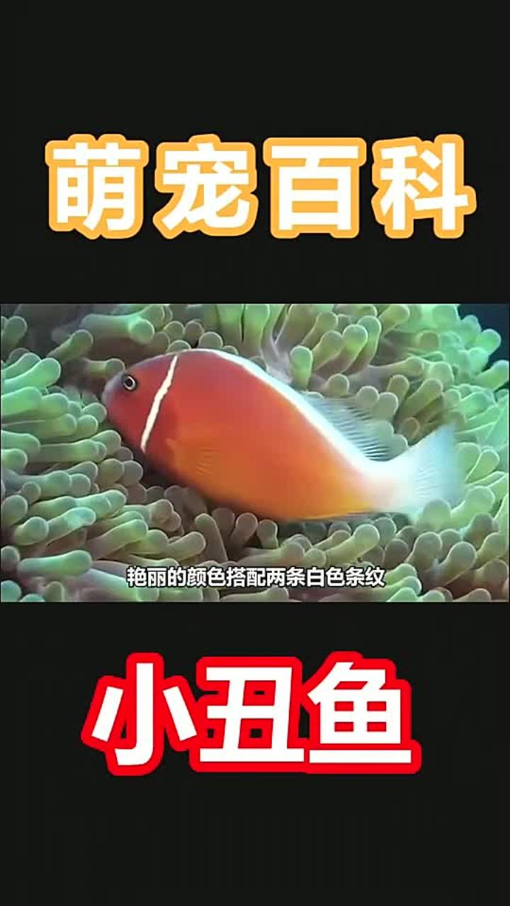 你会养一只漂亮又可爱的小丑鱼做宠物吗 1031