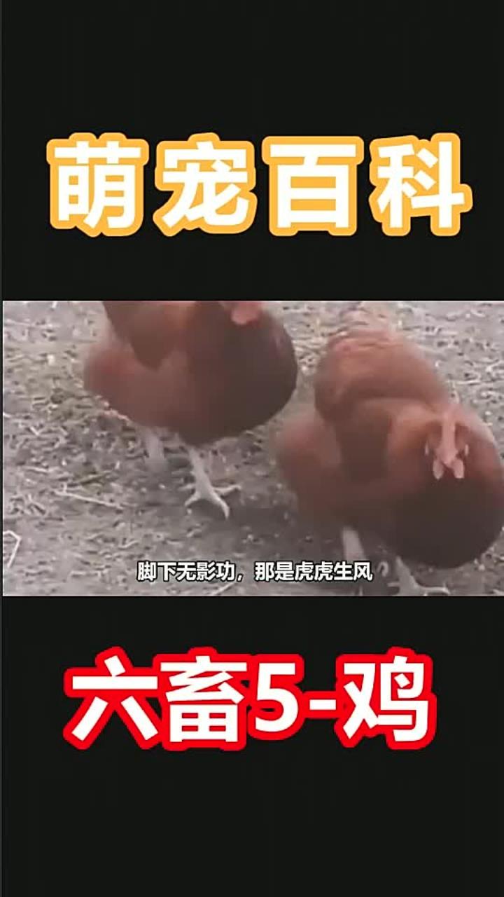 你小时候有被大公鸡追过吗,哈哈哈 1053