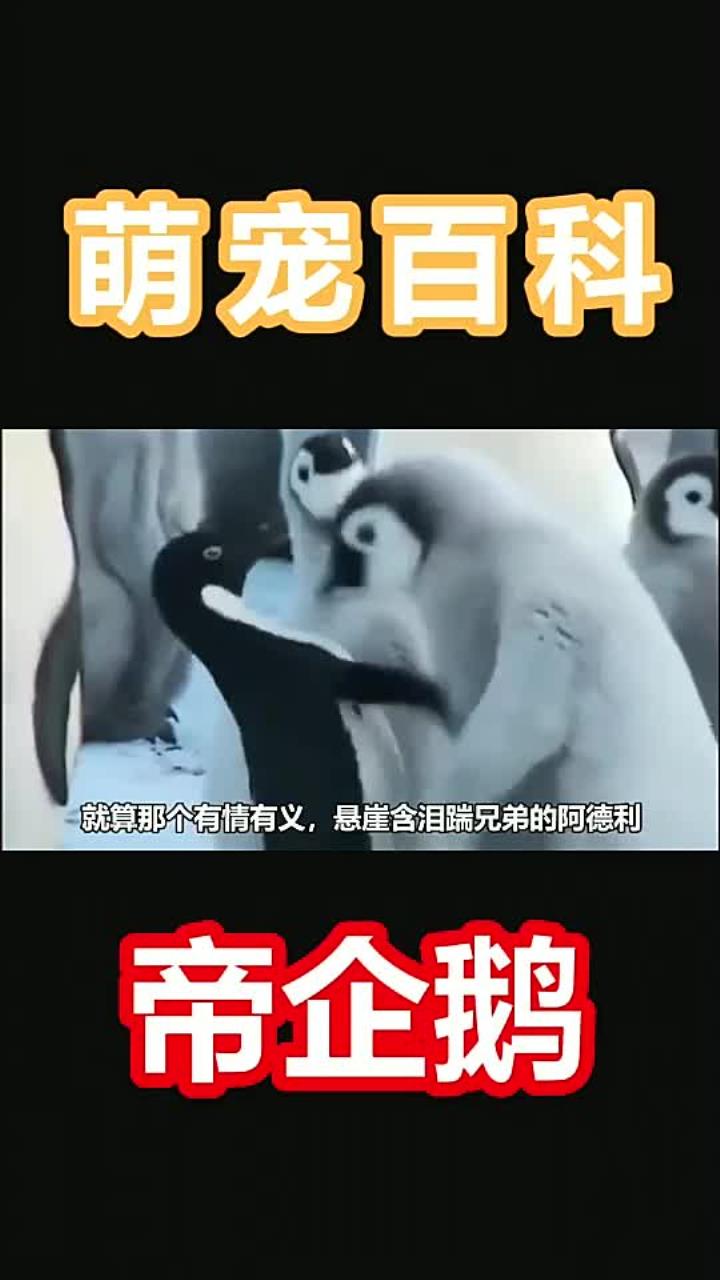南极的极地萌主,也是企鹅家族里最大的企鹅,犯二也是最狠的,哈哈哈1077
