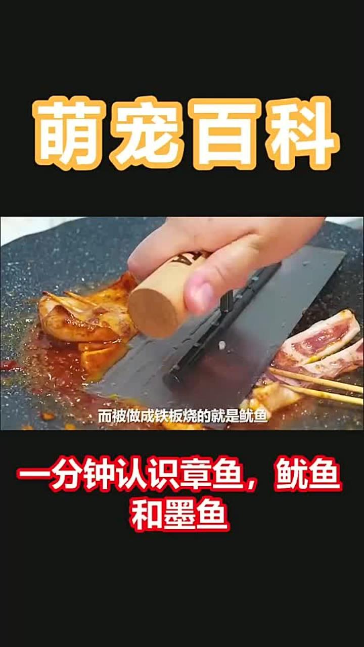你能分清鱿鱼章鱼和墨鱼吗 527