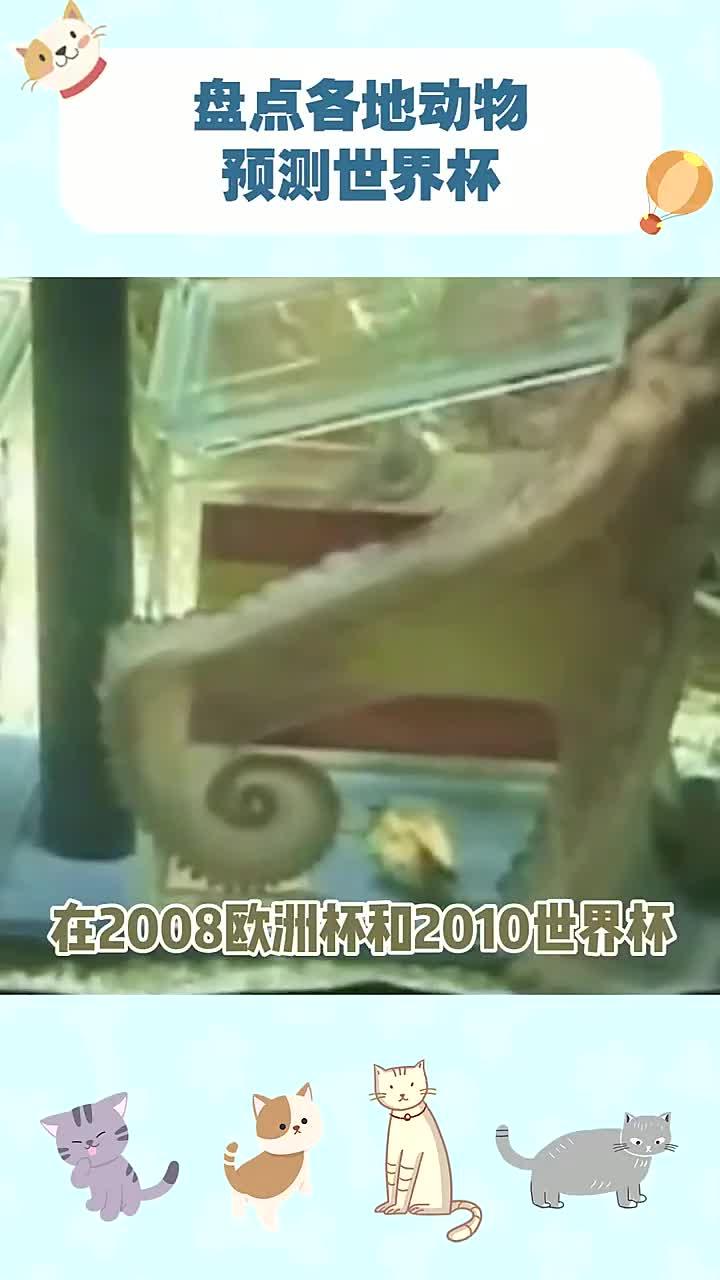 各地的动物们纷纷预测世界杯,你家的小可爱也开始了吗?