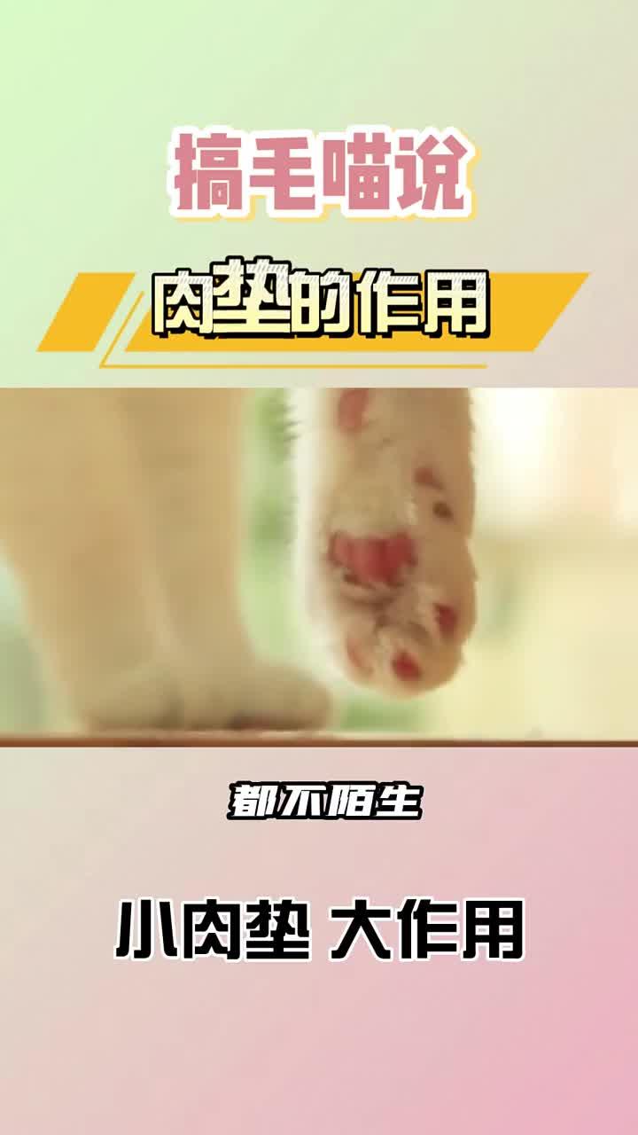 猫咪肉垫冷知识,小肉垫大作用。猫咪