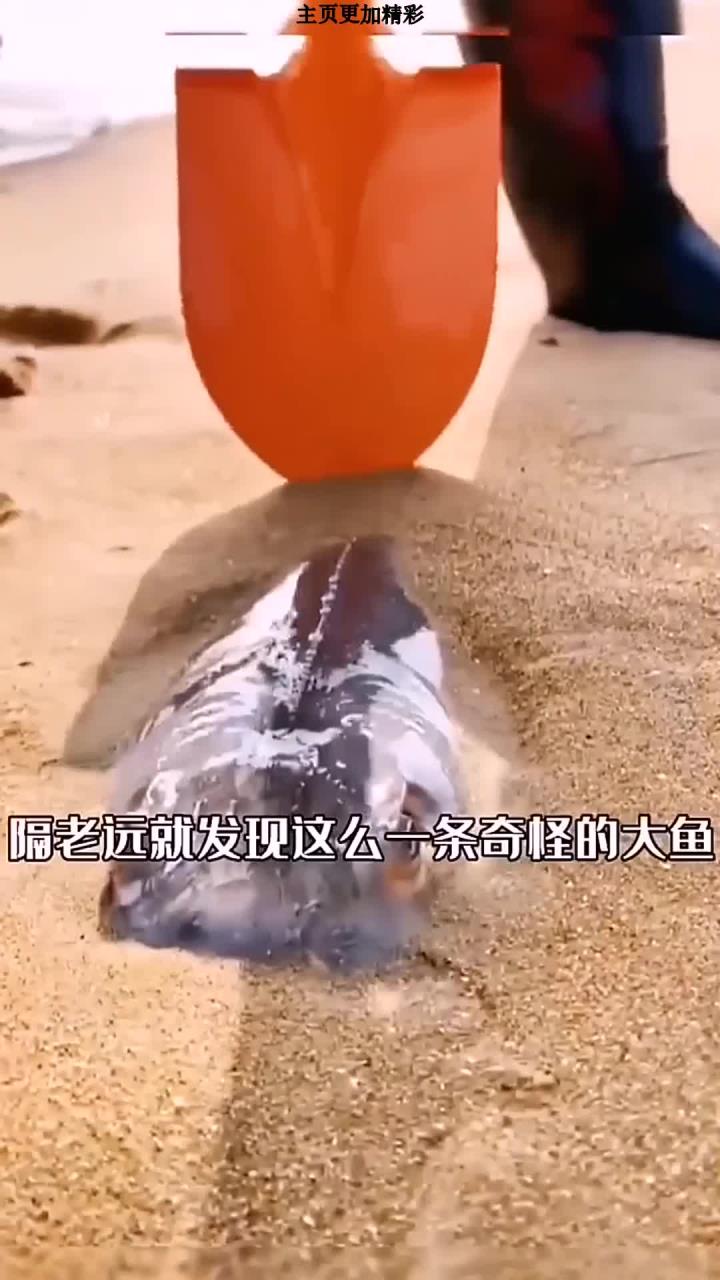 最近几天的风浪比较大,发现一只奇怪的大鱼,大家知道这是什么鱼吗?