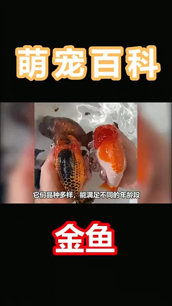 金鱼原来有这么多稀奇古怪的种类,你见过哪些 840
