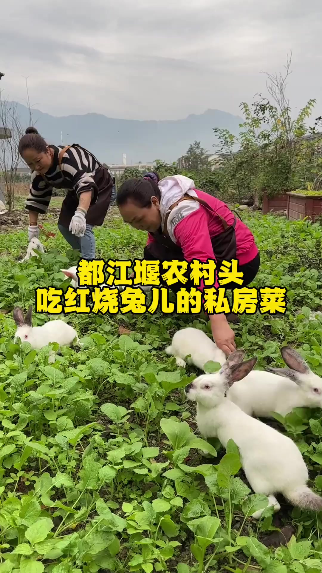 重庆美食 藏在都江堰农村头吃红烧兔儿的私房菜馆子